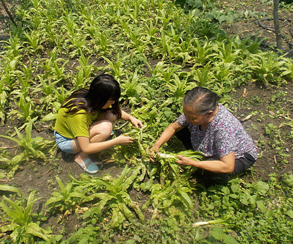 ��������æ�_�y��ժ�Ĳ˲��ϸ���ժ��Ч�ʵ������^������Ϥ��ָ�����ܿ�꠆T���M���ˠ�B��