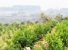 �������ܵ��l�����ǰ���ӷ��s����������ؚ�F����С����ͨ�^������������Ľ������䣬��׃��ؚ�F��ò������̽۴��S�գ���ɵ��r��@�����S������롭