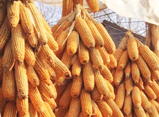 �Ŵ���������֮����