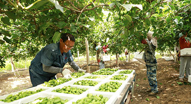 河北唐山：獼猴桃采摘忙