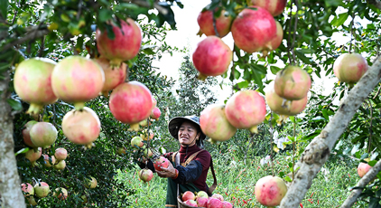 云南硯山:采摘石榴