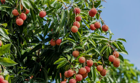 全鏈條發力促果業增值