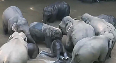 野生亞洲象群家族“團建”戲水好快活